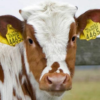 cattle ear tag