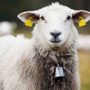 sheep ear tag